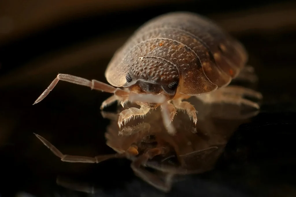 Bed-Bug-Treatment - Pest Control Pros | Basking Ridge, NJ | 862-727-7627
