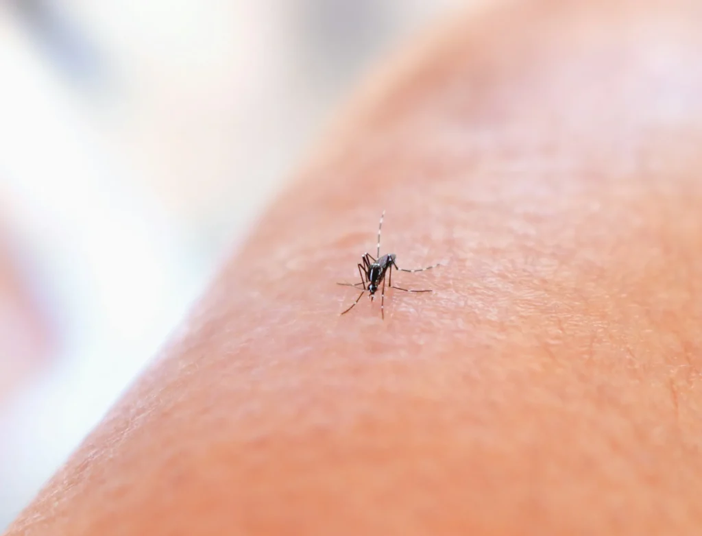 Mosquito Control - Pest Control Pros | Basking Ridge, NJ | 862-727-7627